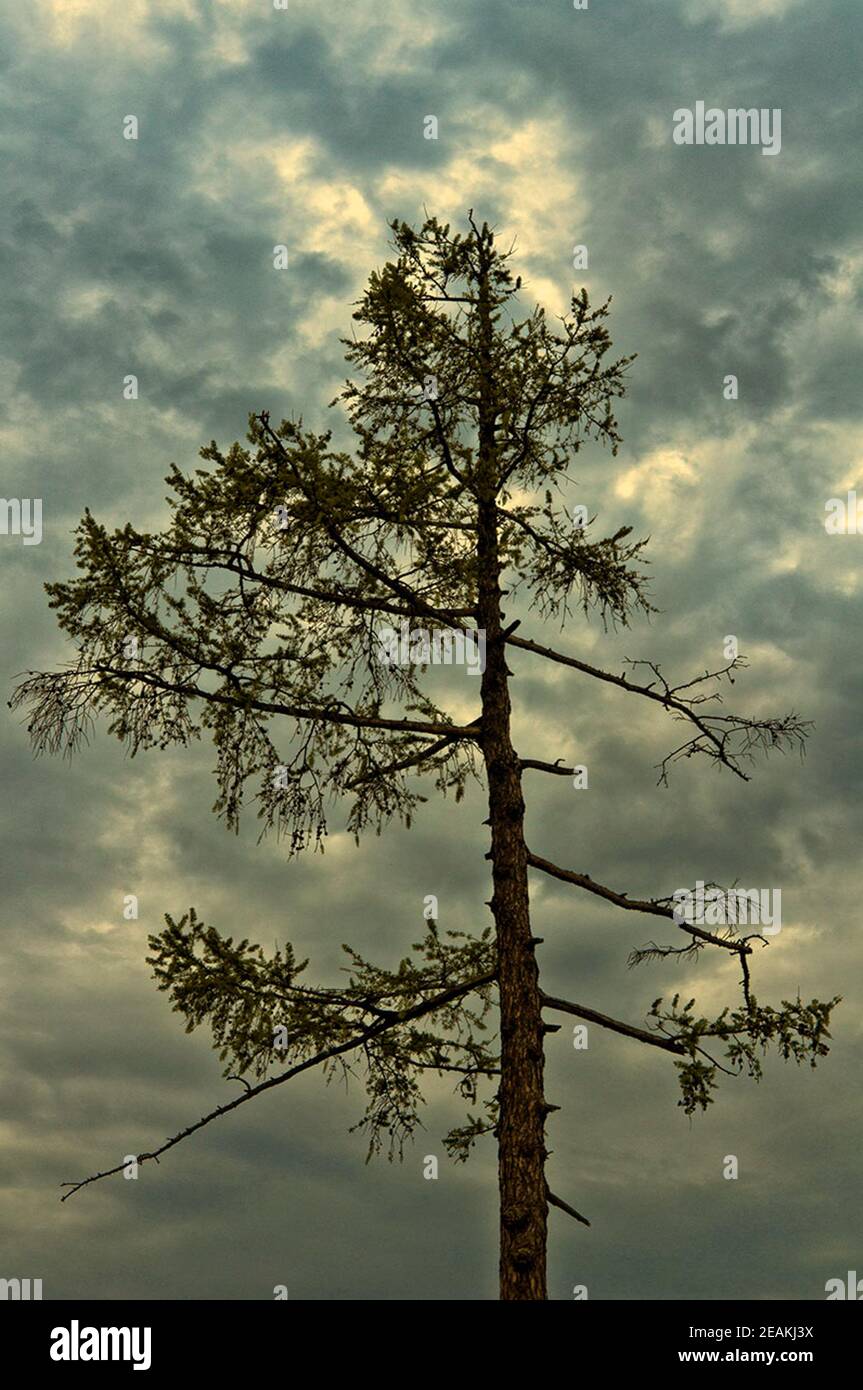 Coniferous pine tree against cloud sky. Stock Photo