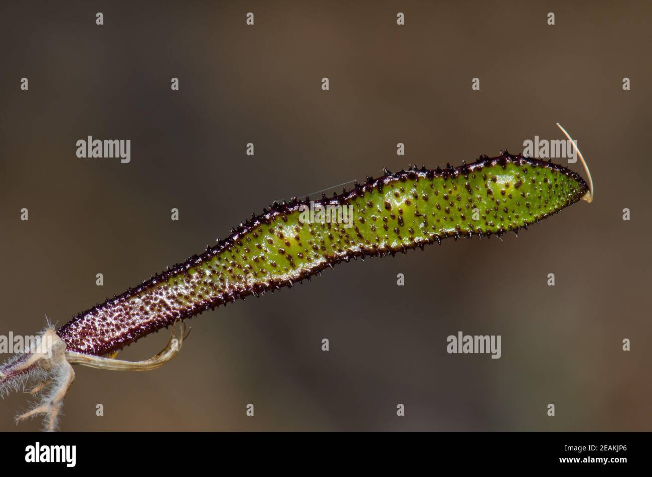 Legume of Canary Island flatpod Adenocarpus foliolosus. Stock Photo