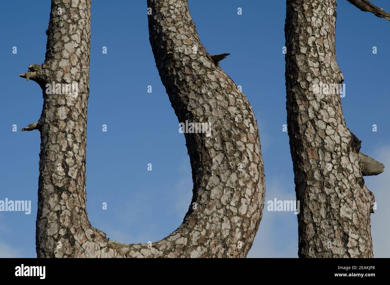 Trunks of Canary Island pine Pinus canariensis. Stock Photo