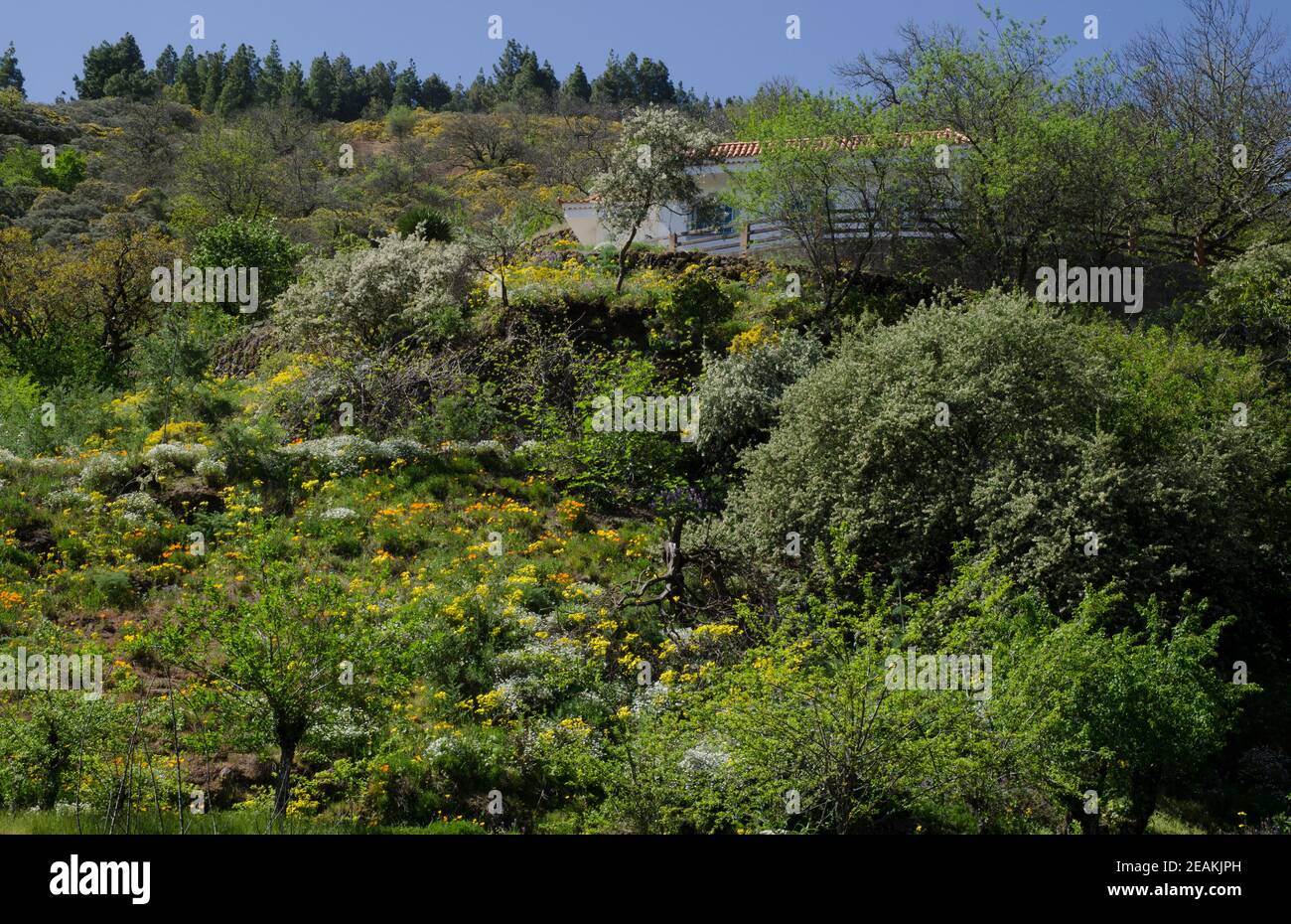 Rural landscape in the municipality of San Mateo. Stock Photo