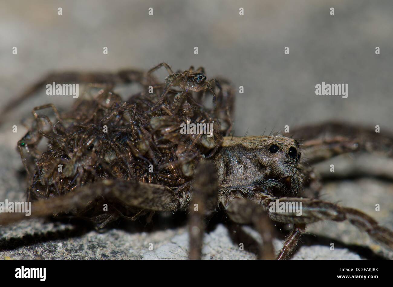 Young spiders hires stock photography and images Alamy