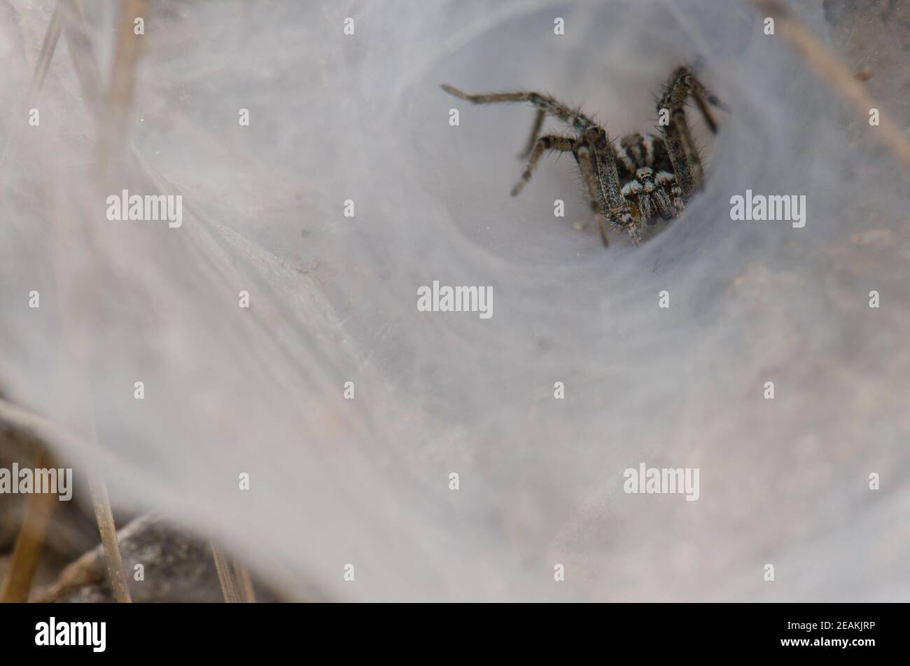 Funnel weaber Agelenidae in its web shelter. Stock Photo