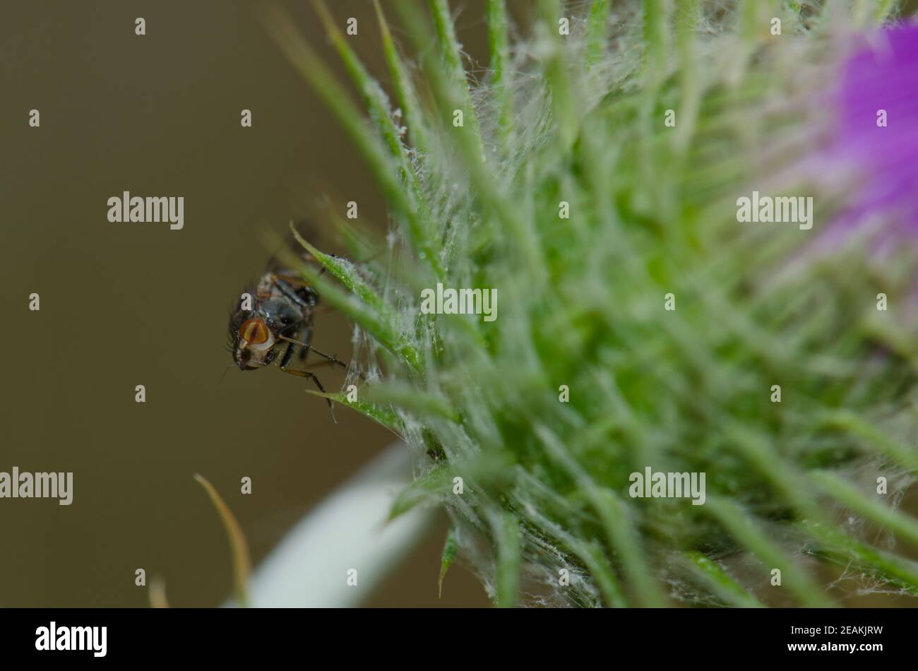 Fly on a flower of a purple milk thistle Galactites tomentosa. Stock Photo