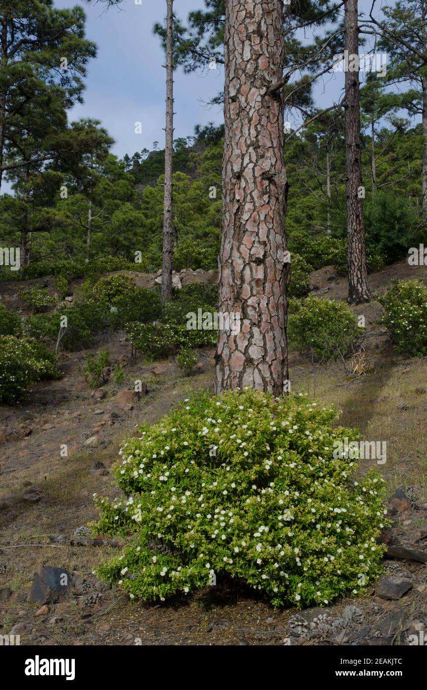 Shrub of Montpellier cistus and Canary Island pine. Stock Photo