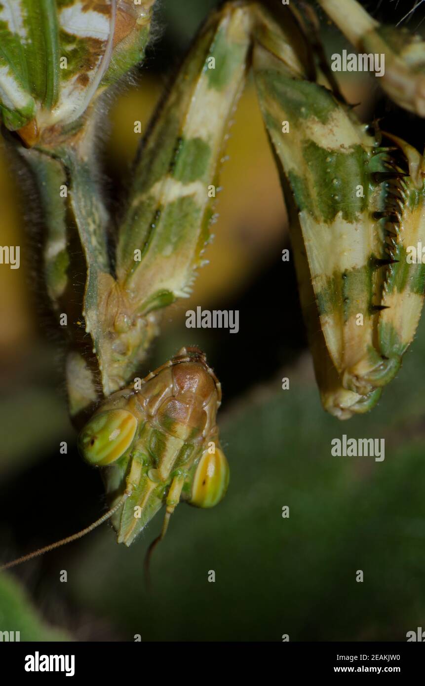 Portrait of a devil's flower mantis Blepharopsis mendica. Stock Photo