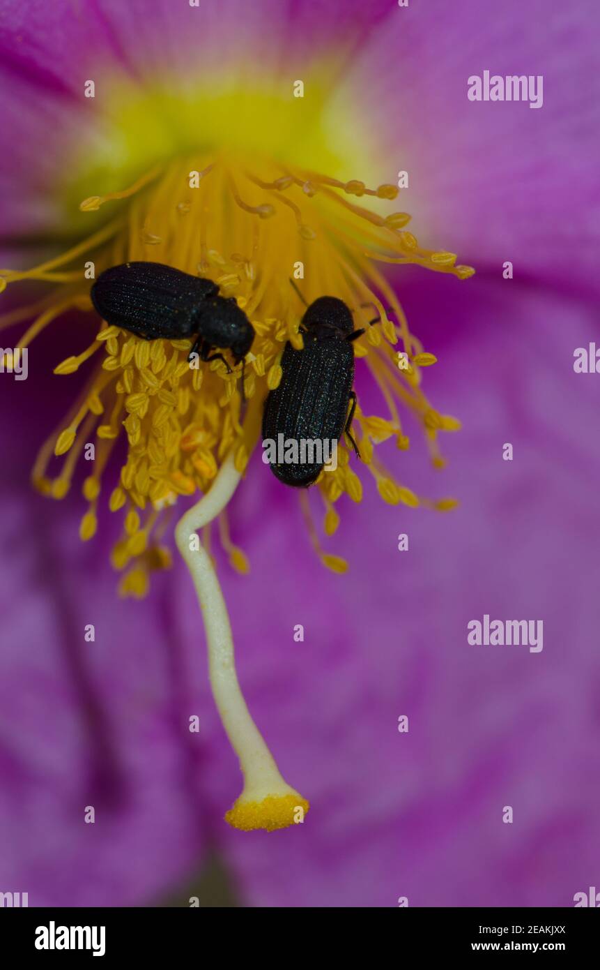 Darkling beetles on a flower of Cistus symphytifolius. Stock Photo