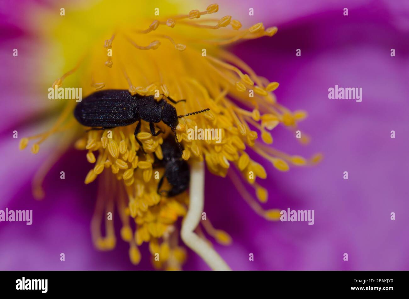 Darkling beetles on a flower of Cistus symphytifolius. Stock Photo