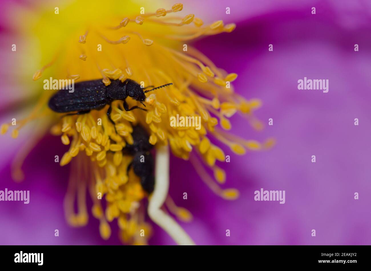 Darkling beetles on a flower of Cistus symphytifolius. Stock Photo