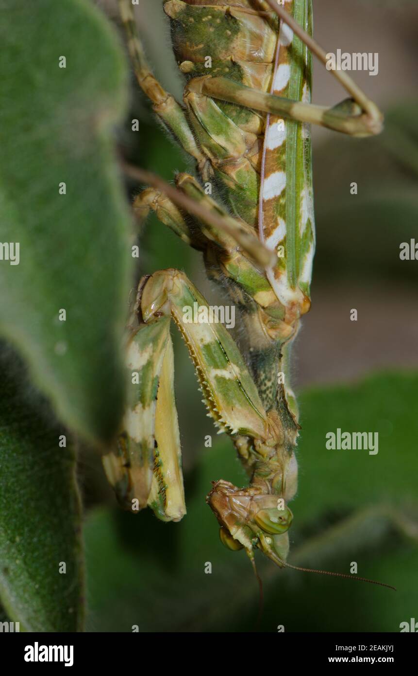 Devil's flower mantis Blepharopsis mendica hidden among the vegetation. Stock Photo