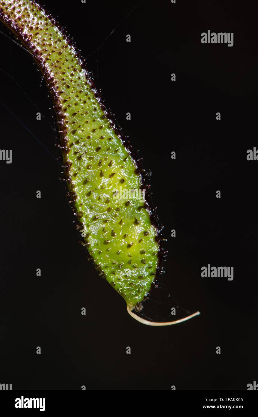 Legume of Canary Island flatpod Adenocarpus foliolosus. Stock Photo