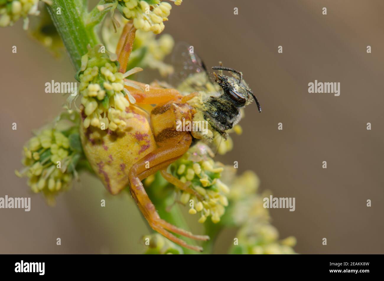 Crab spider Thomisidae with a bee as prey Stock Photo Alamy