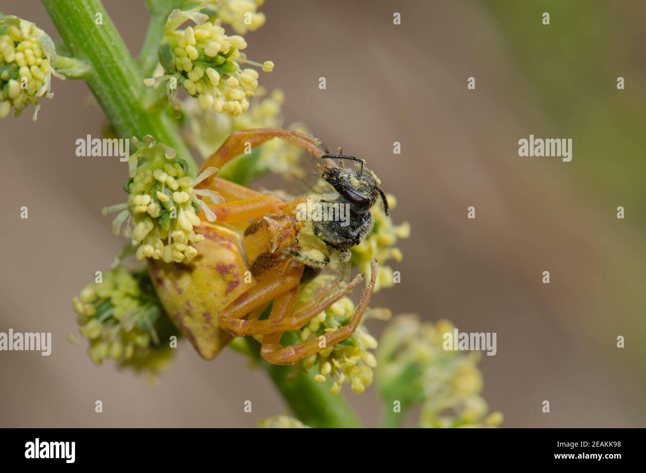 Crab spider Thomisidae with a bee as prey Stock Photo Alamy