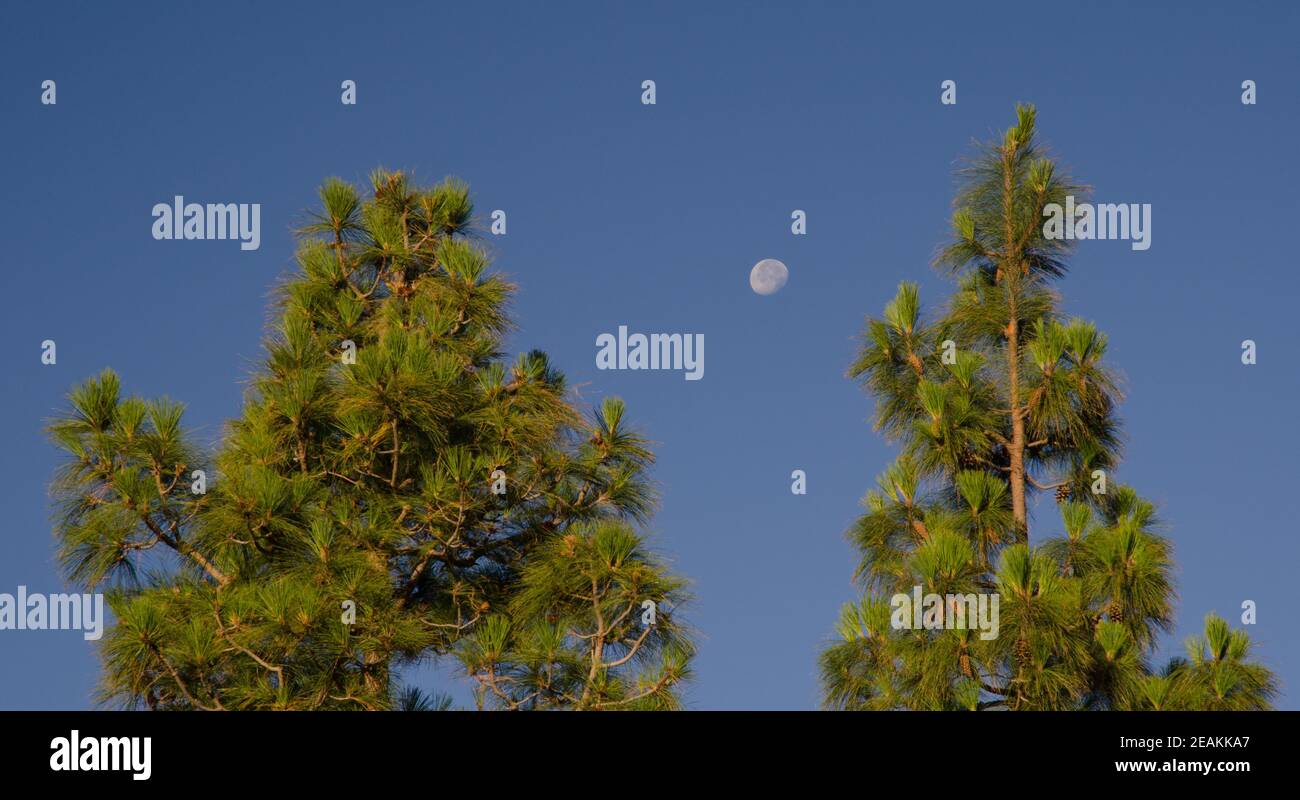 Canary Island pines Pinus canariensis and moon. Stock Photo