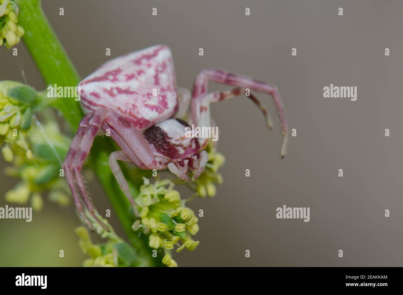 Crab spider Thomisidae waiting for prey on a plant Stock Photo Alamy