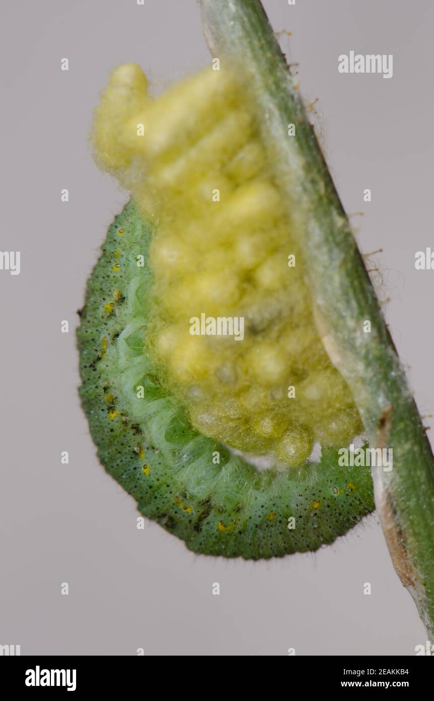 Cocoons of a wasp with the remains of a dead parasitized caterpillar. Stock Photo