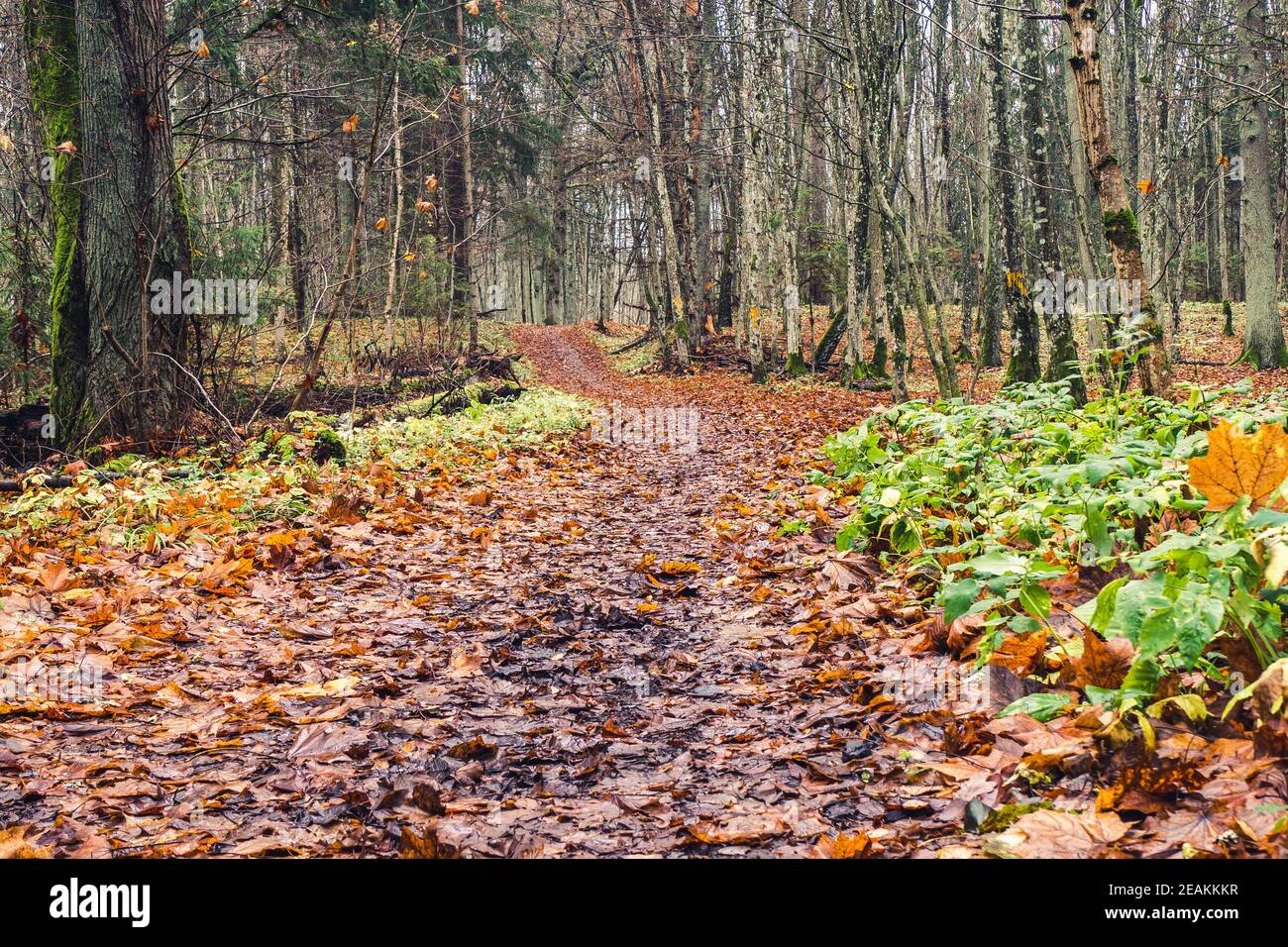 Autumn Forest Scenery with Road of Fall Leaves Stock Photo