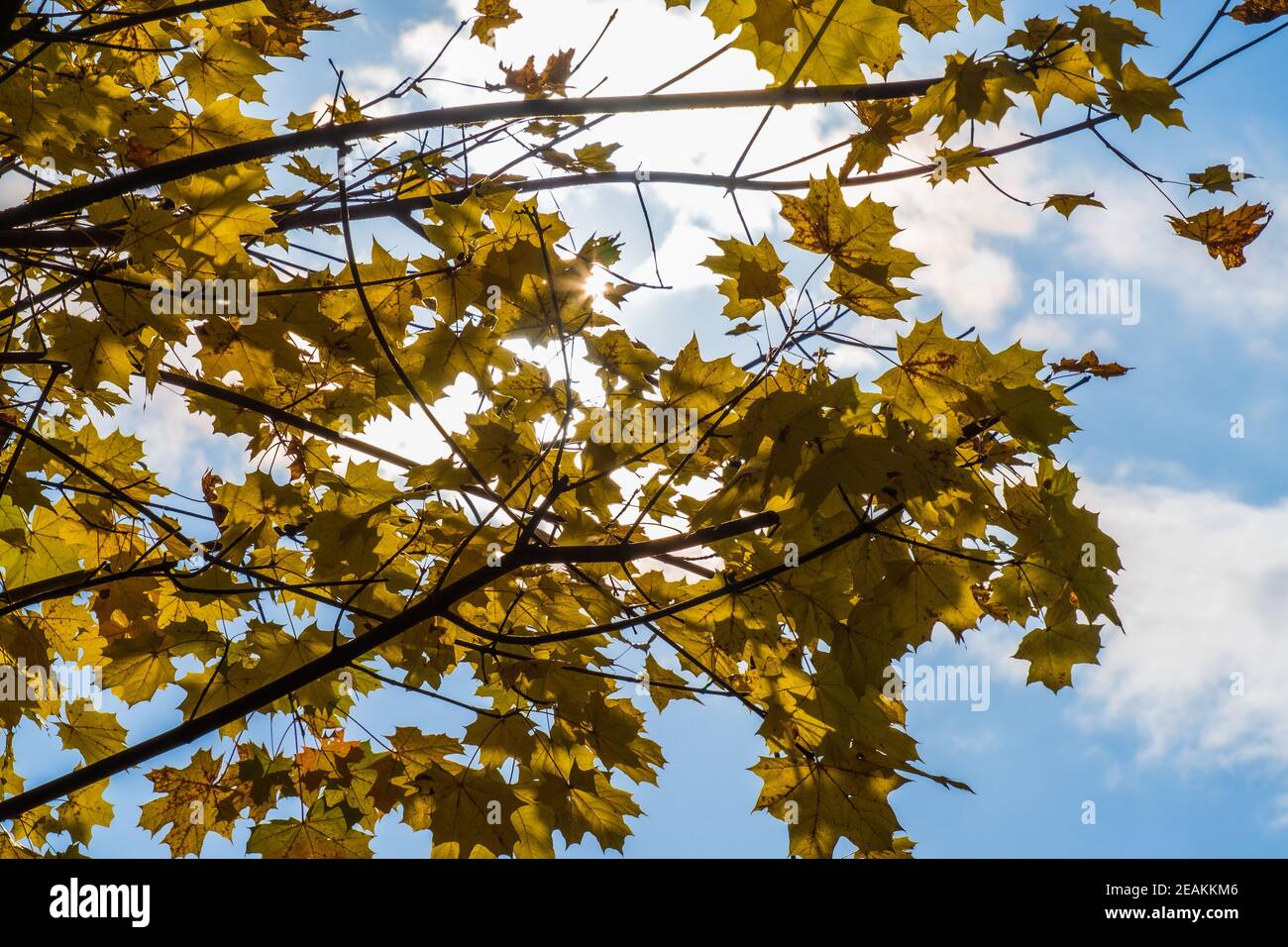 Yellow Maple Leaves in Autumn Season in Sunlight Stock Photo