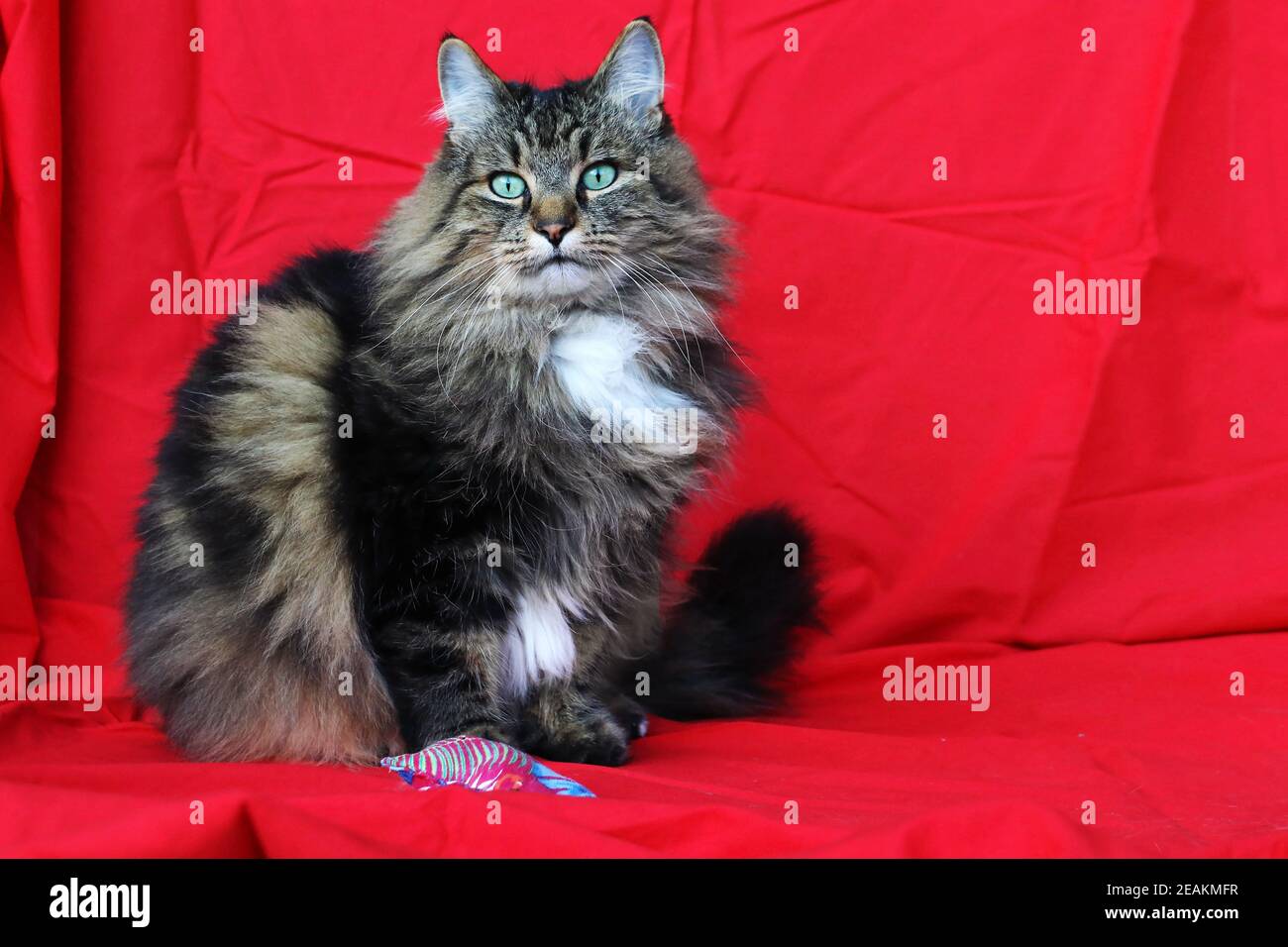 A Norwegian Forest Cat with toys on a red background Stock Photo