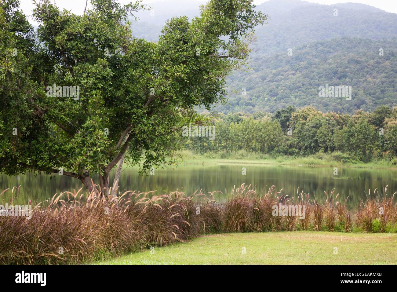 Lake view reeds grass flower hi-res stock photography and images - Alamy
