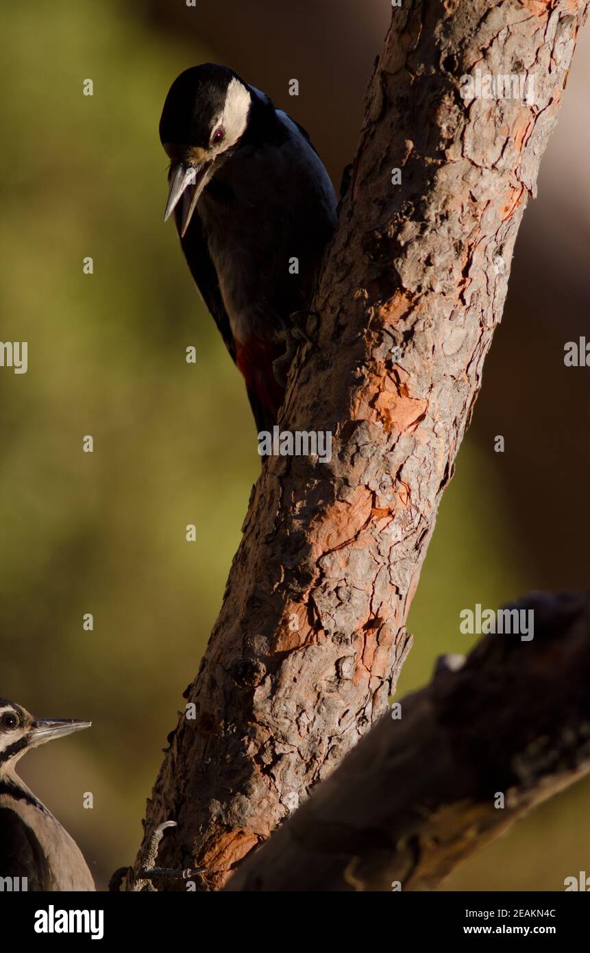 Great spotted woodpeckers Dendrocopos major thanneri on a tree. Stock Photo