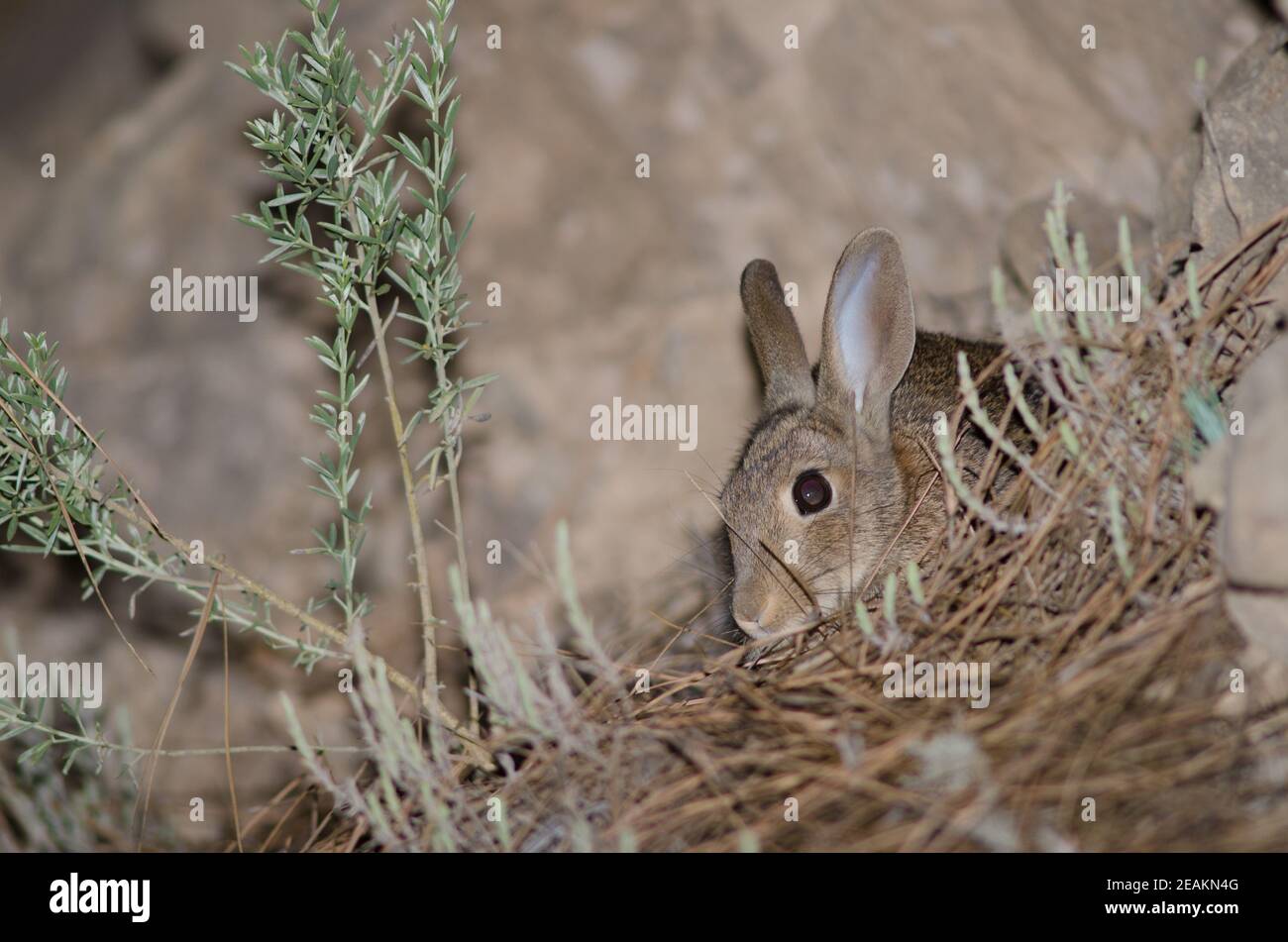 European rabbit Oryctolagus cuniculus in the Integral Natural Reserve of Inagua. Stock Photo