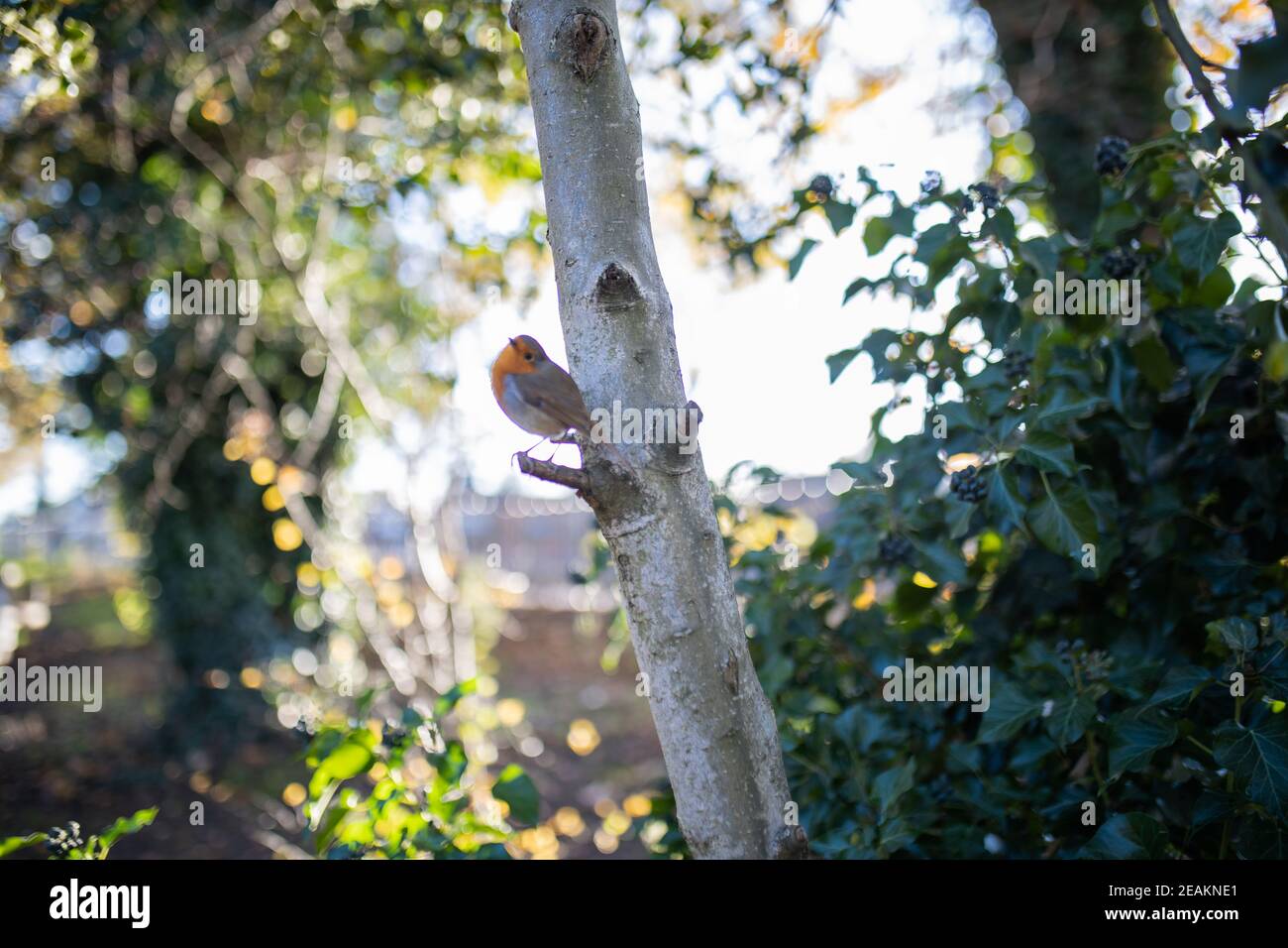 Majestic robin standing on the small branch of a tree Stock Photo