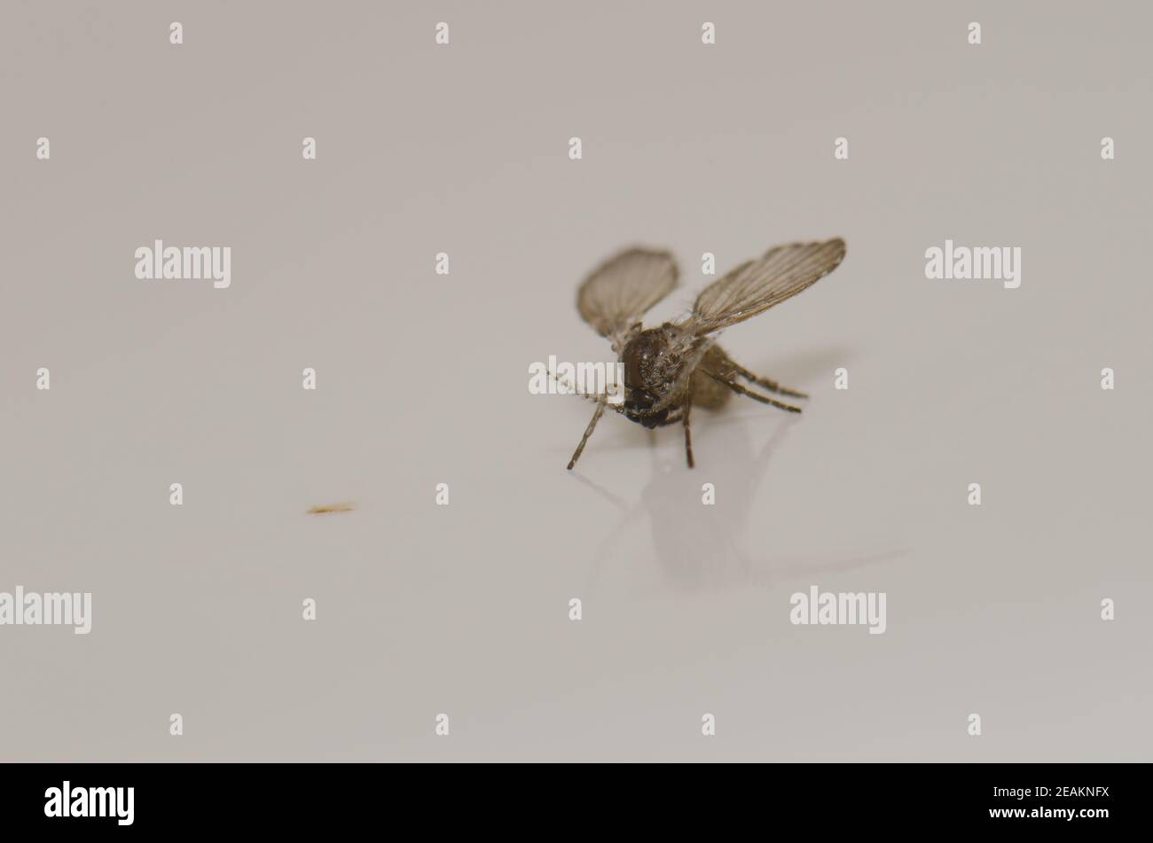 Bathroom Moth Flies High Resolution Stock Photography and Images Alamy