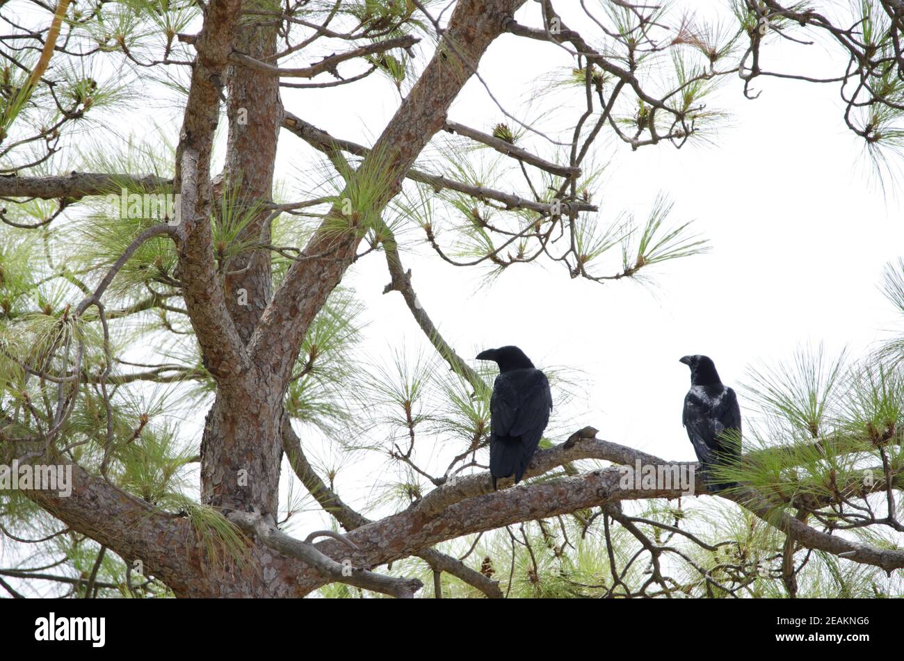 Canary Islands ravens on a Canary Islands pine. Stock Photo