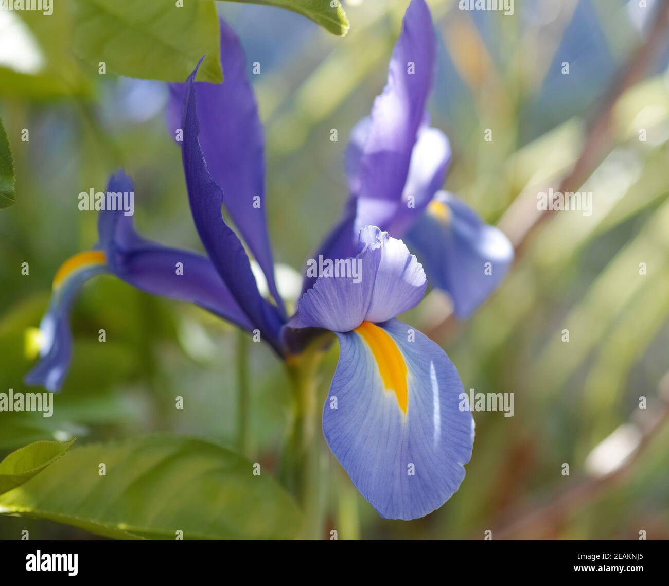 Soft blue with yellow Dutch iris or Iris × hollandica. Blurred background Stock Photo