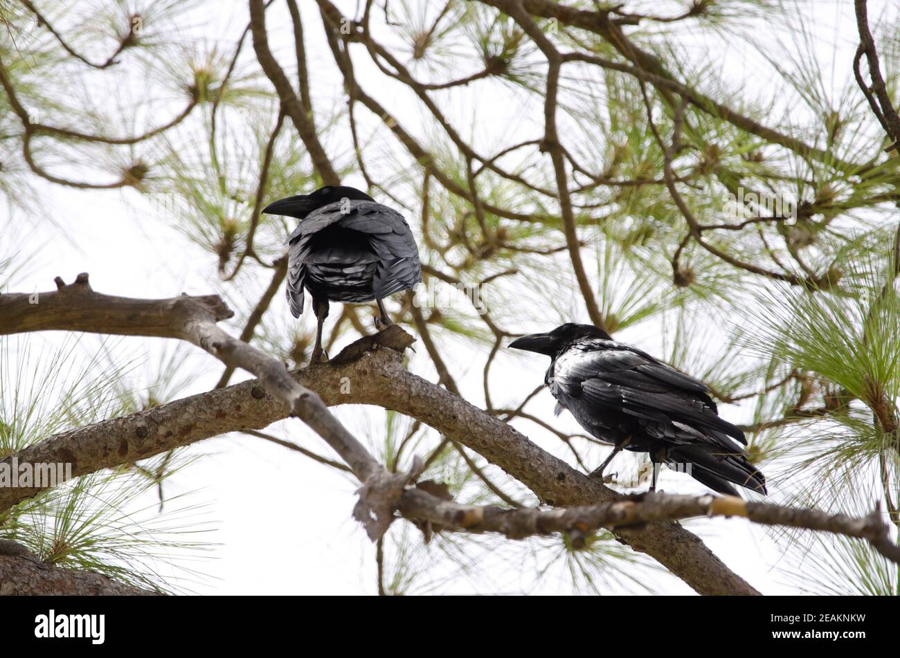 Canary Islands ravens on a Canary Islands pine. Stock Photo