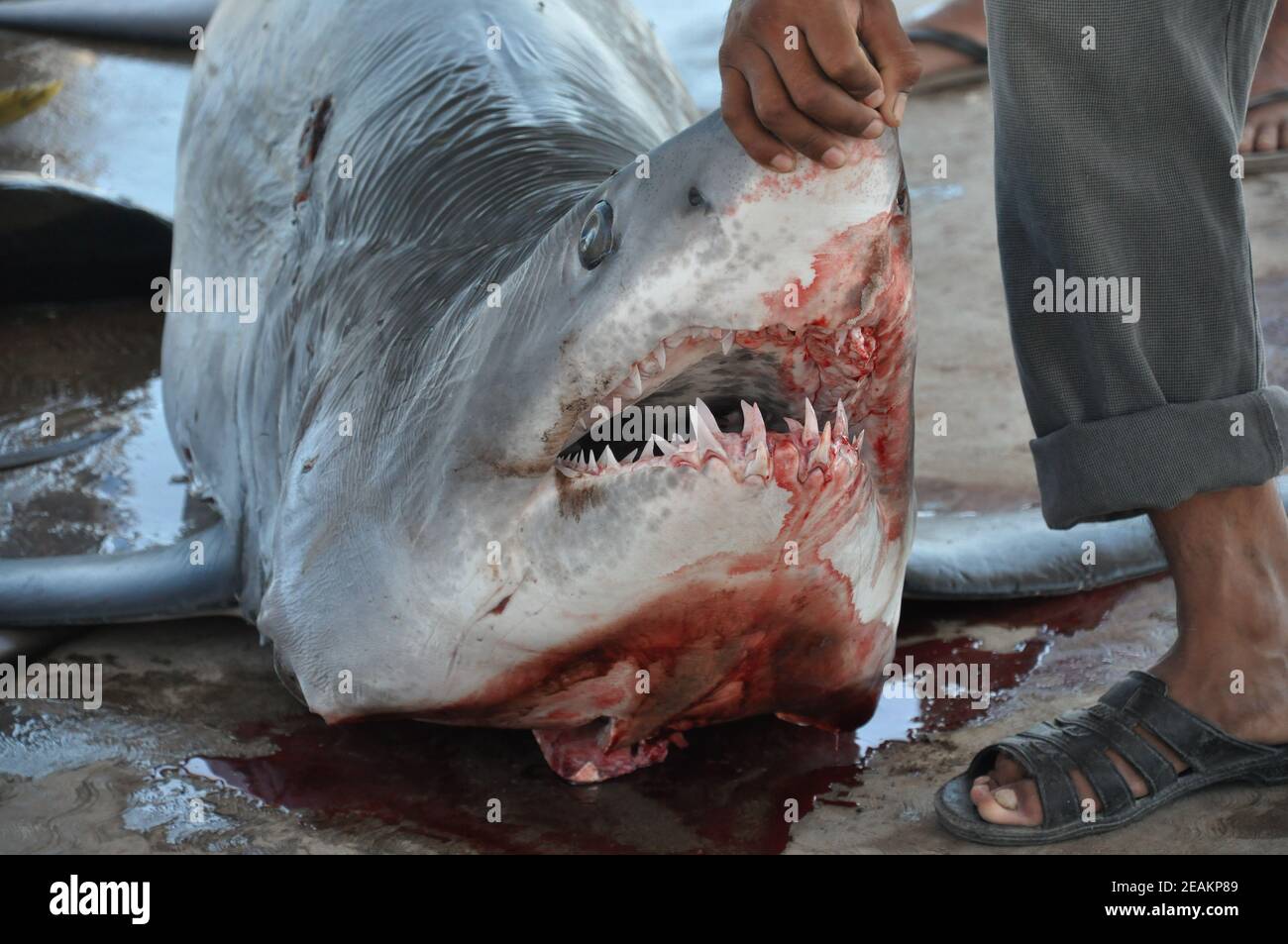 Bloody shark hi-res stock photography and images - Alamy