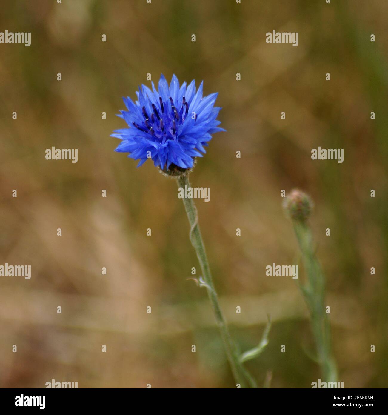 Blue cornflower against a blurred light brown background. Other names of this plant are: Centaurea cyanus, bachelor's button Stock Photo