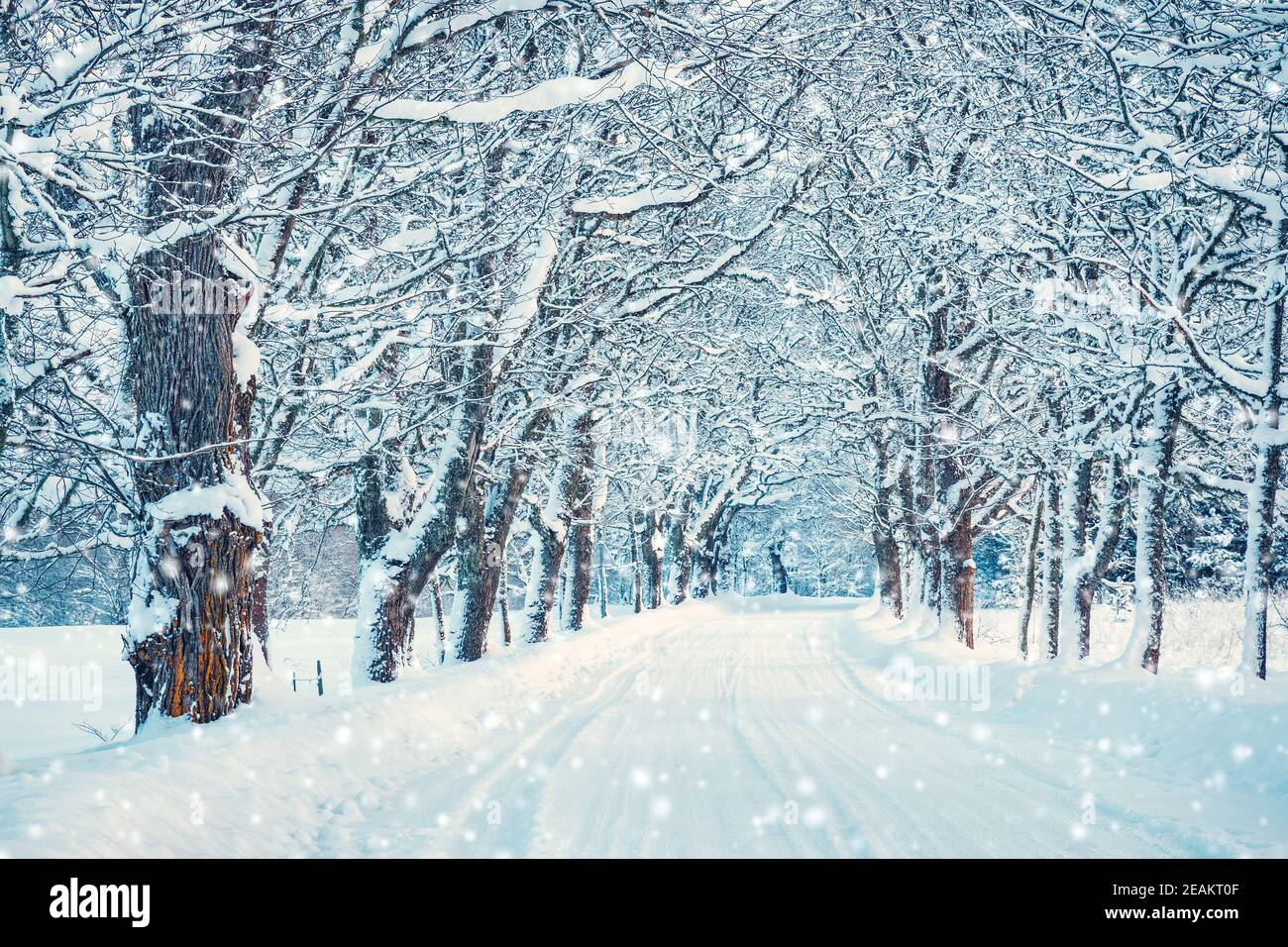 Beautiful snowy alley in the beginning of winter Stock Photo - Alamy