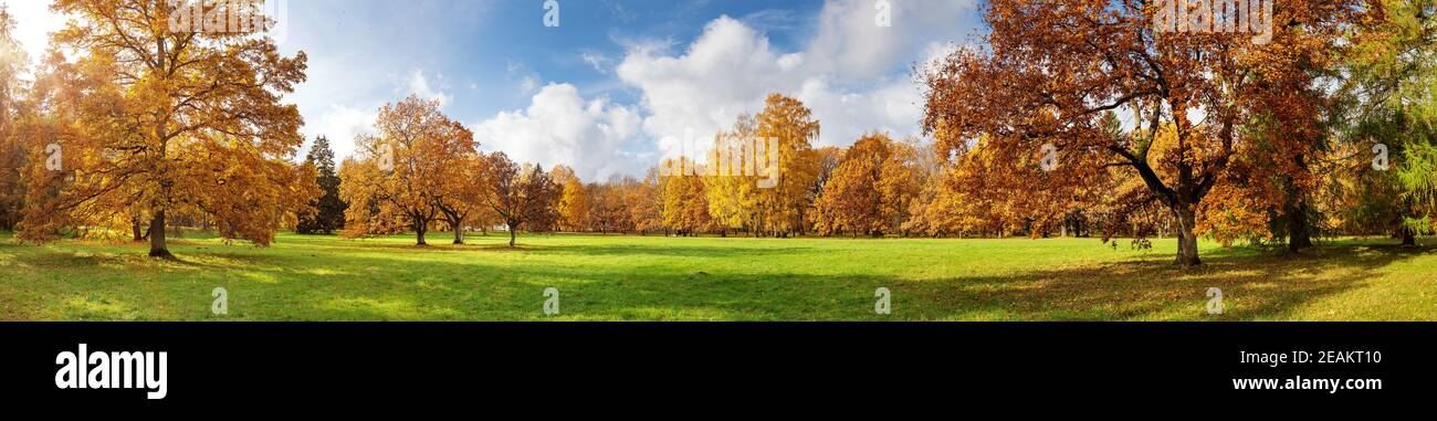 trees in the park in autumn on sunny day Stock Photo - Alamy