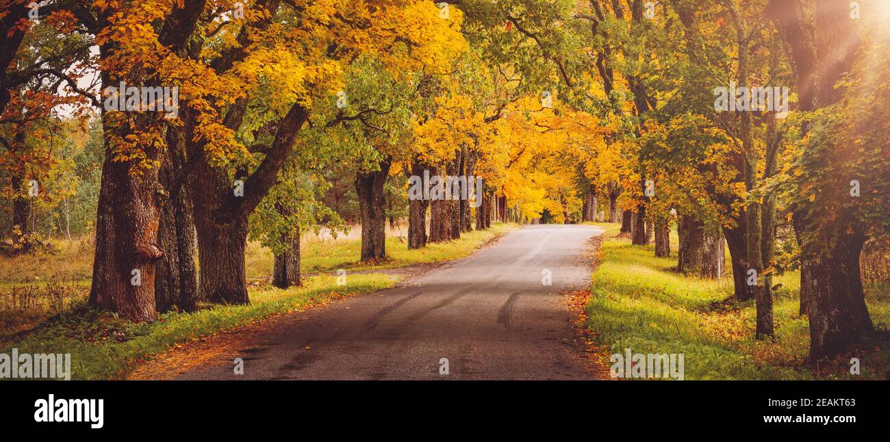 old asphalt road with beautiful trees in autumn Stock Photo - Alamy