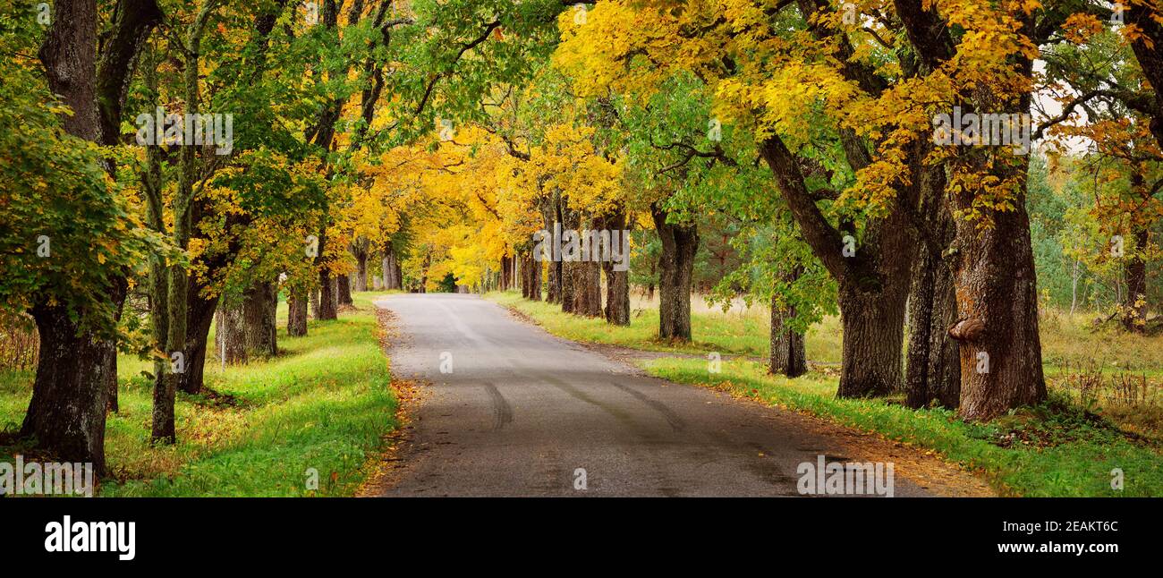 old asphalt road with beautiful trees in autumn Stock Photo - Alamy