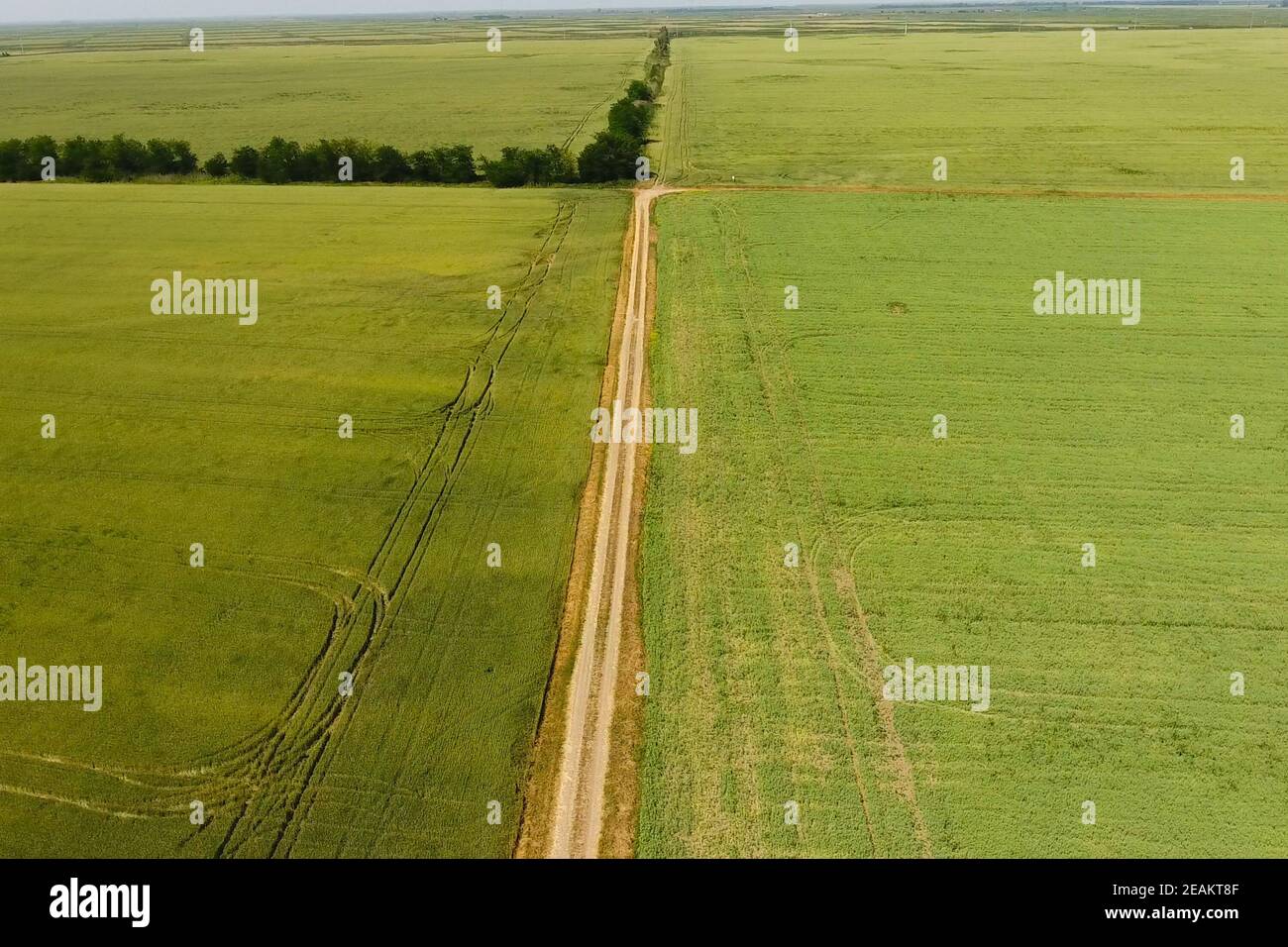 A dirt road between the fields of wheat and peas. Stock Photo