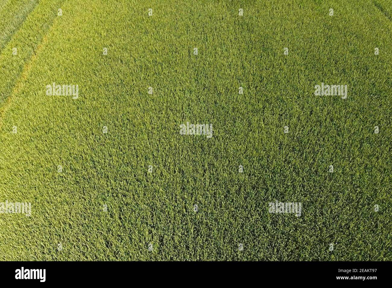 Green wheat in the field, top view with a drone. Texture of whea Stock Photo