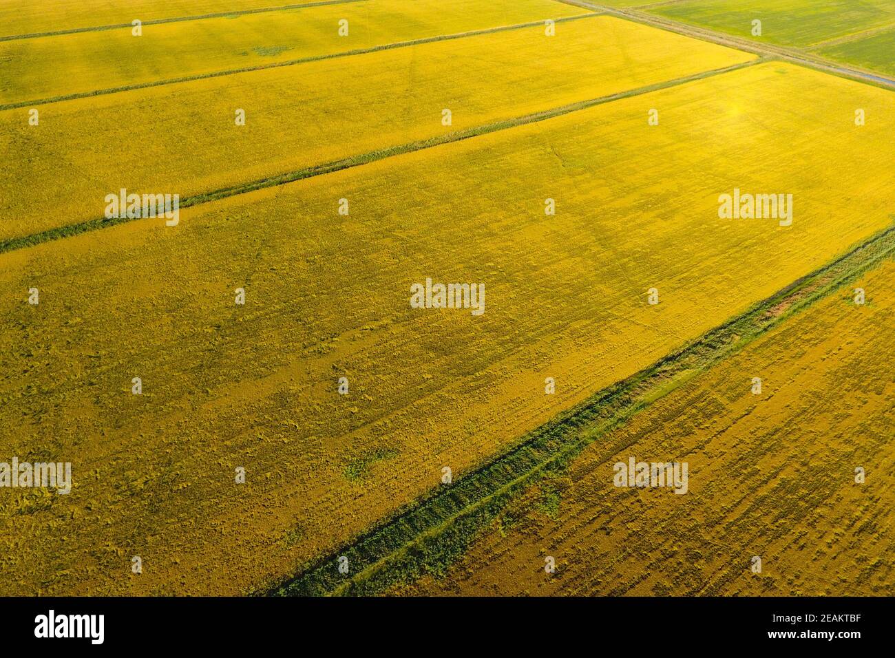 Growing rice on flooded fields. Ripe rice in the field, the begi Stock Photo