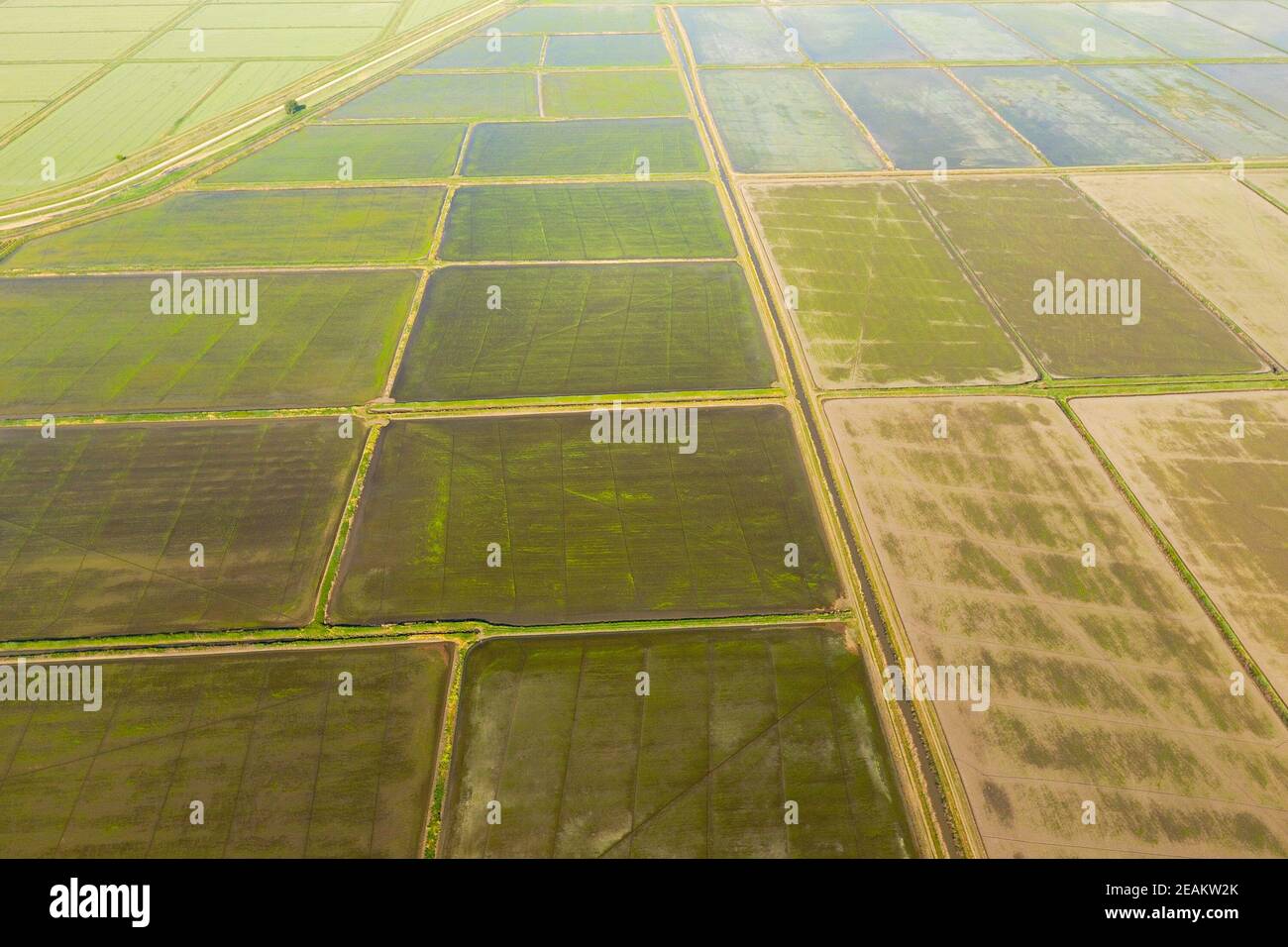 The rice fields are flooded with water. Flooded rice paddies. Agronomic ...
