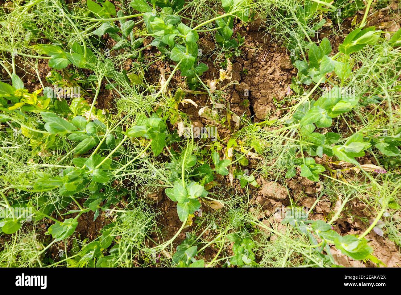 Field of young peas. Peas on the field is growing. Legumes in the field Stock Photo
