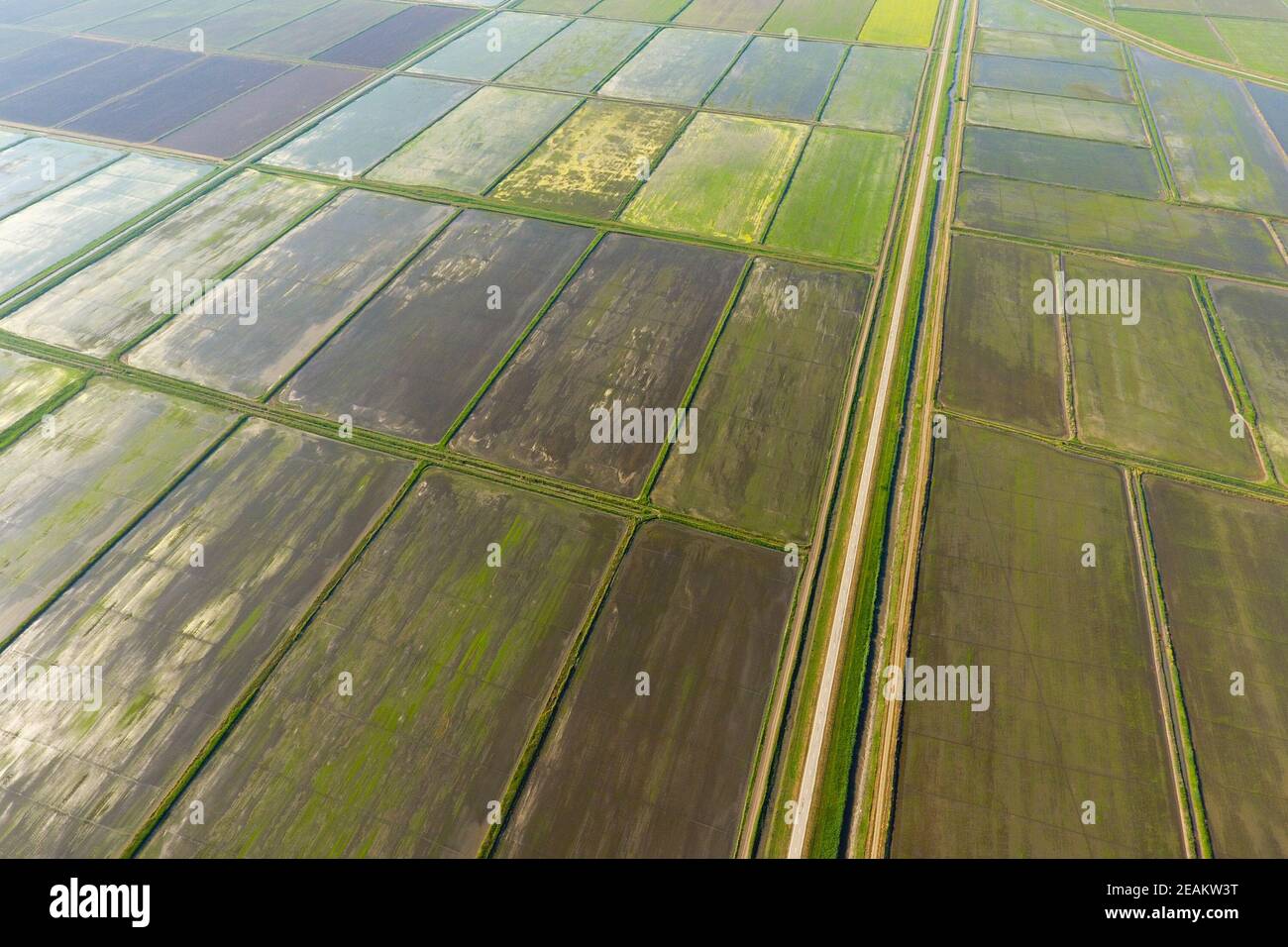 The rice fields are flooded with water. Flooded rice paddies. Agronomic ...