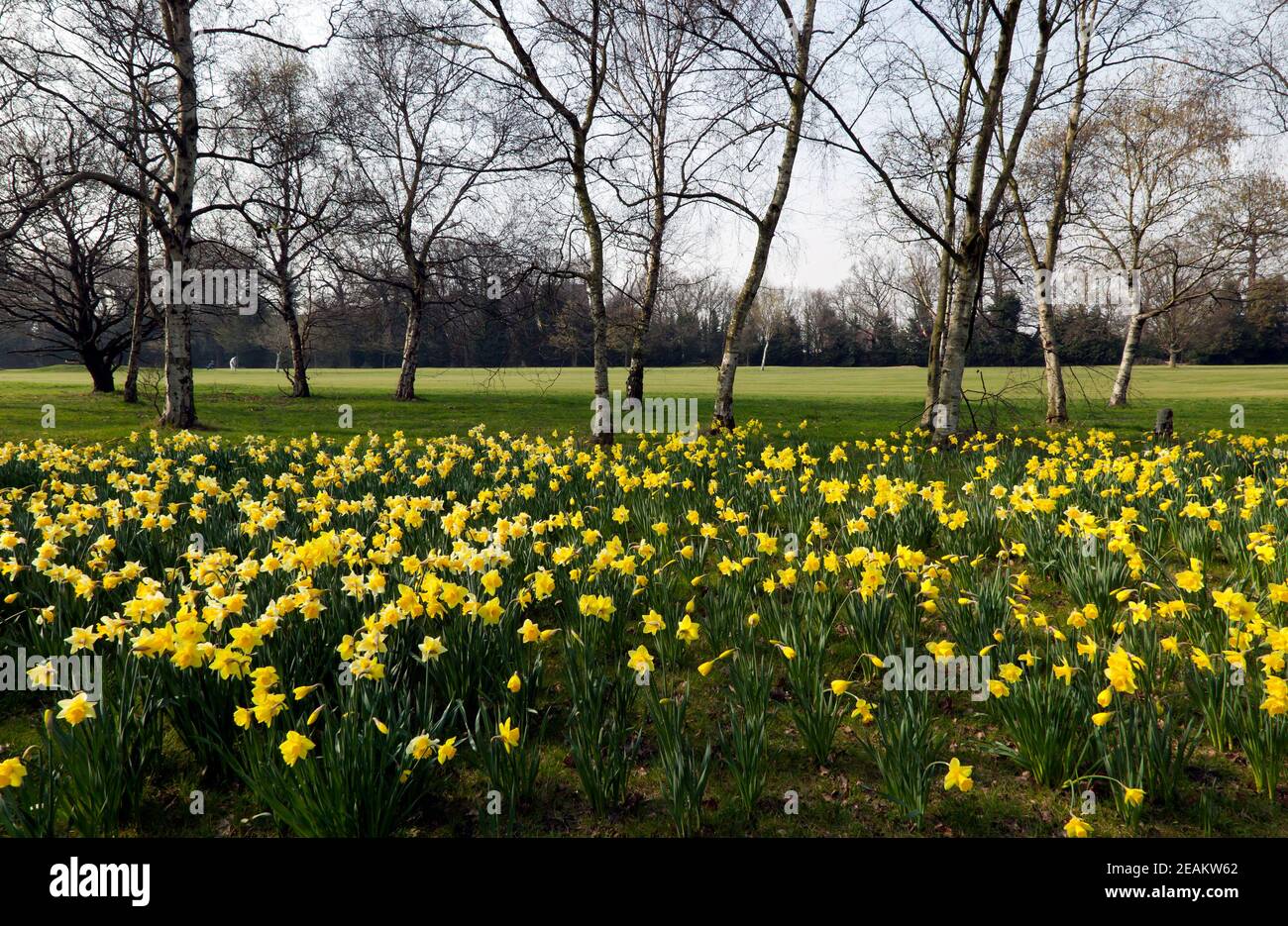 Spring Daffodils by the Public Golf Course in Beckenham Palace Park