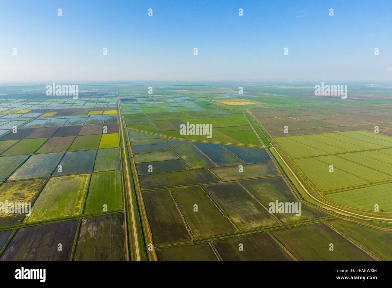 The rice fields are flooded with water. Flooded rice paddies. Agronomic ...