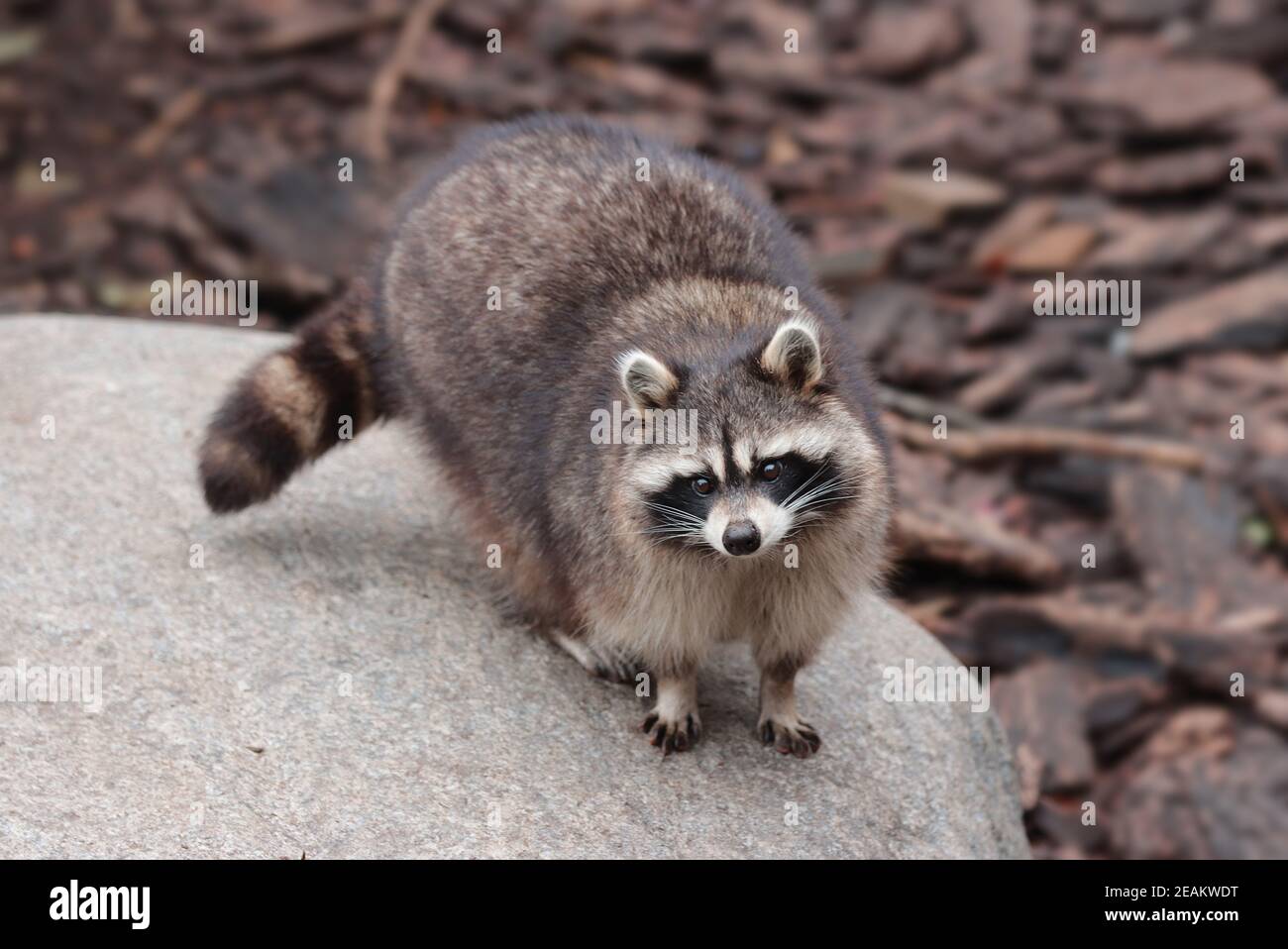 Animal raccoon, portrait. Stock Photo