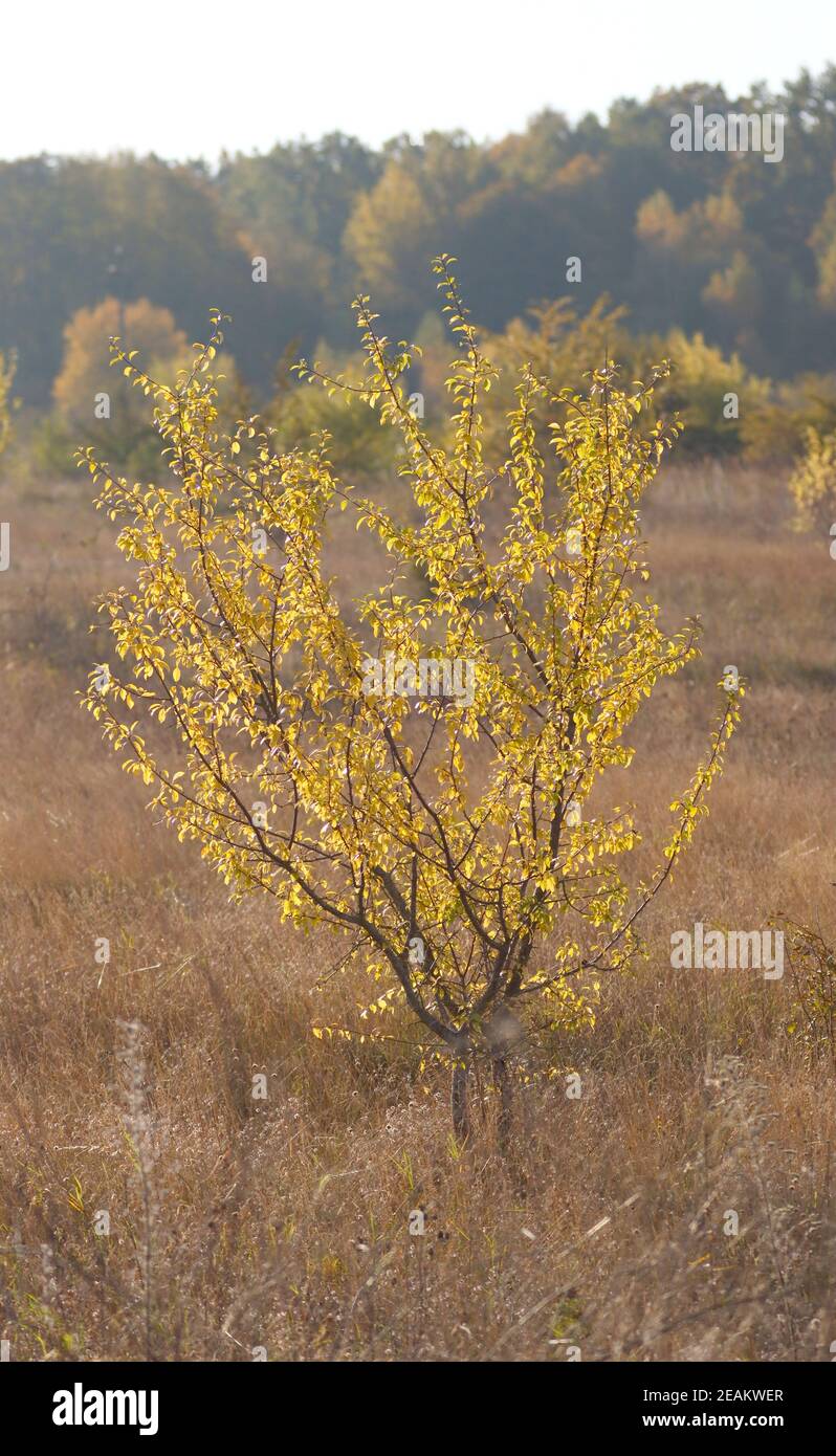 Shrubs with yellow leaves in the autumn in the field. Stock Photo