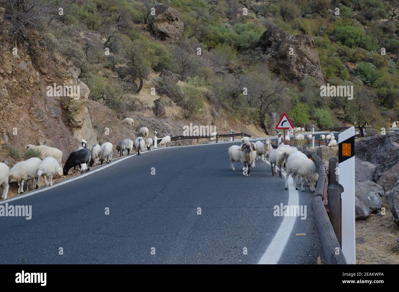 Flock of sheep crossing the road hi-res stock photography and images ...