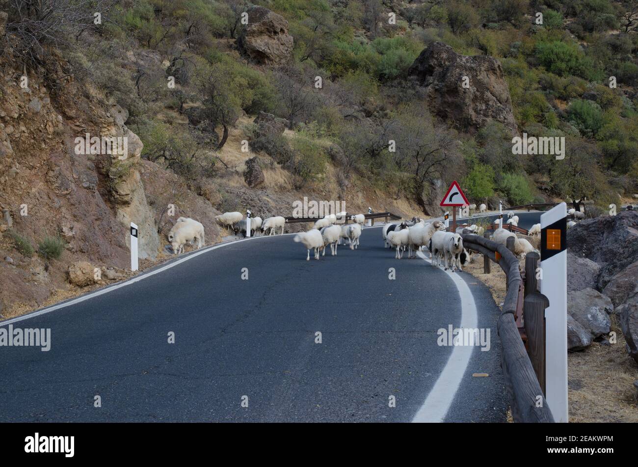 Flock of sheep Ovis aries on the road. Stock Photo