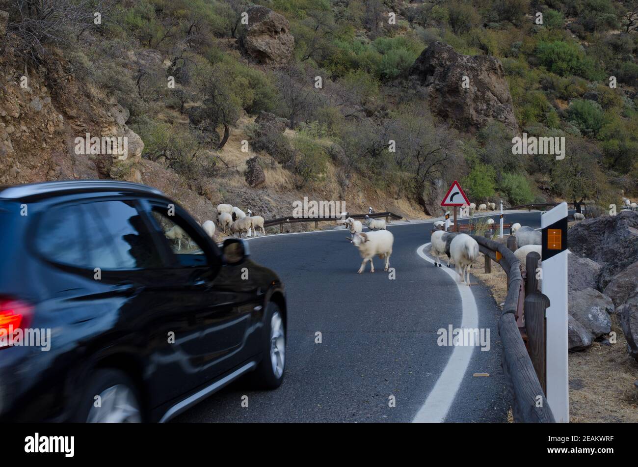 Flock of sheep Ovis aries on the road and car waiting. Stock Photo
