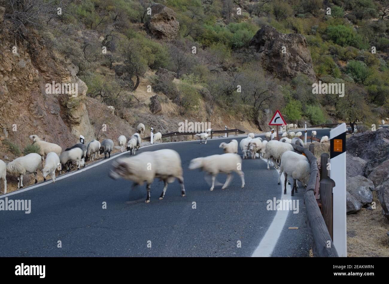 Flock of sheep Ovis aries on the road. Stock Photo